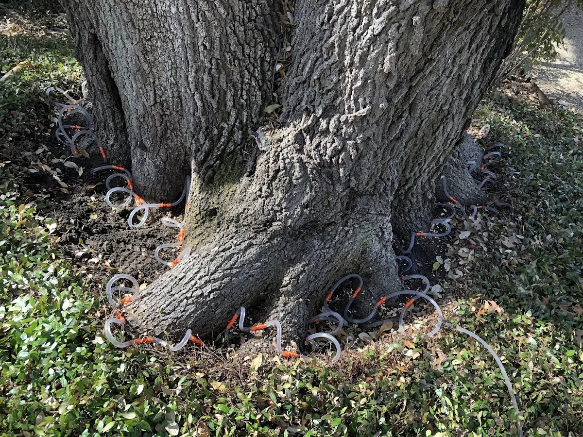 Detailed Tree Cabling and Bracing job site in Doddridge