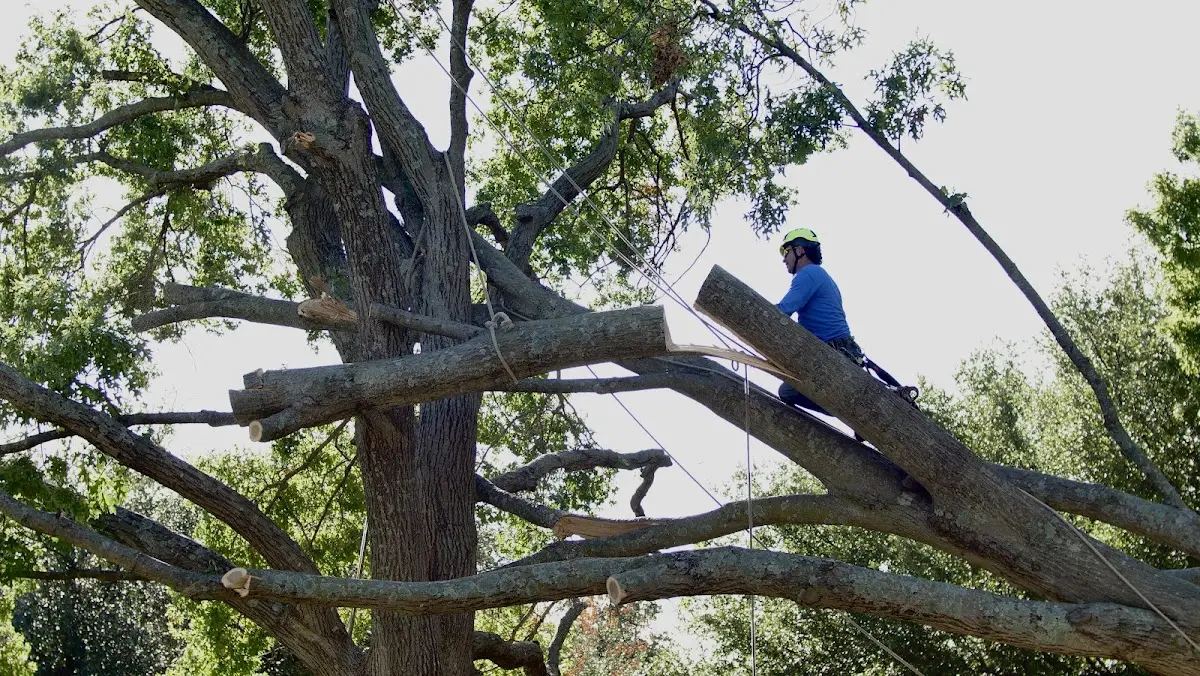 Professional Crown Thinning performed by certified arborists in Doddridge