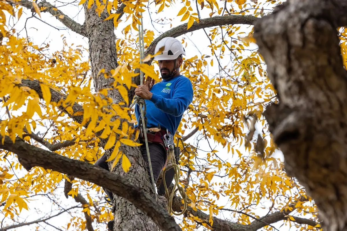 Skilled Emergency Tree Service crew working in Doddridge